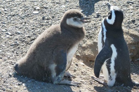 Punta Arenas  - Mutter und Kind beim Plausch