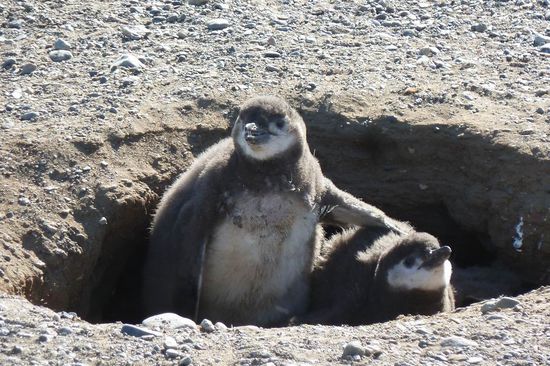 Punta Arenas  - Wir sind Zwillinge und haben uns ganz lieb....