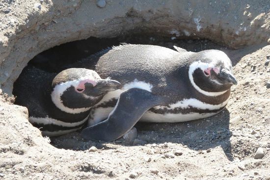Punta Arenas  -  ...na, wie sieht es heute draussen aus? Ziemlich sonnig....