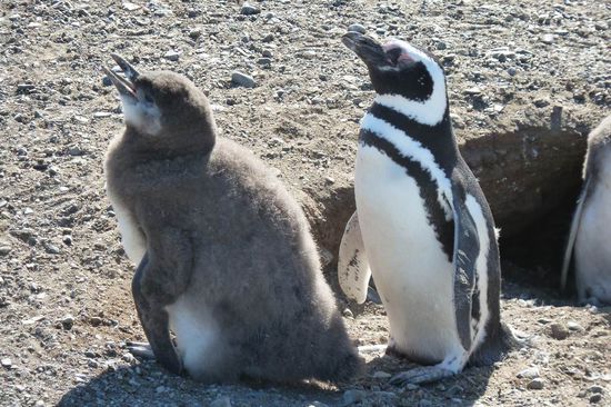 Punta Arenas  -  .... muß doch mal nach Papa rufen....
