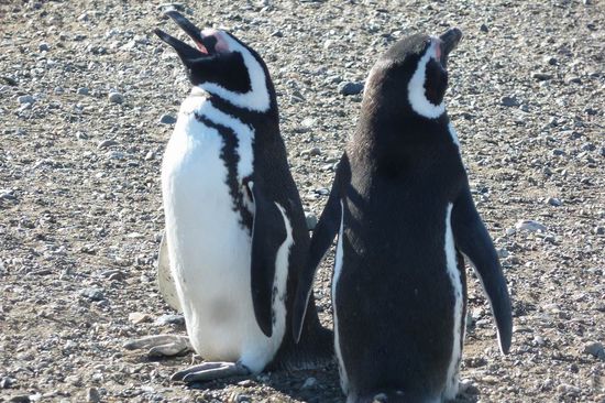 Punta Arenas  -  ....ja, wo sind denn unsere Kinder?....