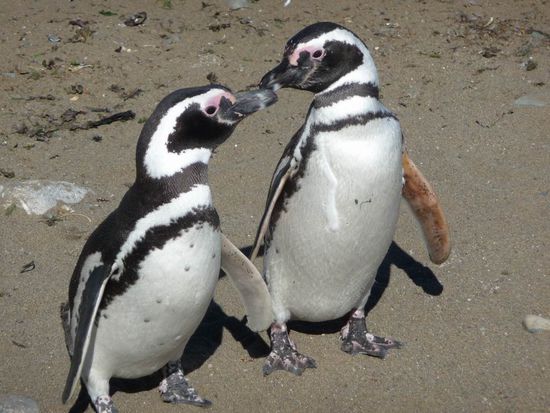 Punta Arenas  -  .... hier ist noch jemand auf der Suche nach seinem Nachwuchs.