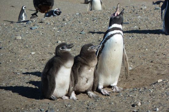 Punta Arenas  - ....wir müssen erst noch wachsen, bevor wir in die Tiefe abtauchen, aber Pinguin Papa ist schon unterwegs und bringt gleich frischen Fisch.