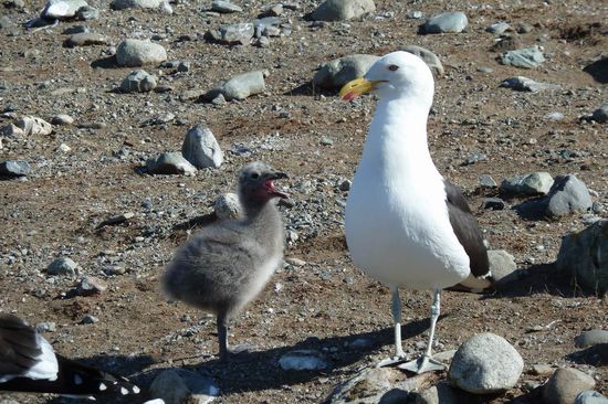 Punta Arenas  - Familie Möwe mit Nachwuchs verträgt sich gut mit der Pinguinkolonie.