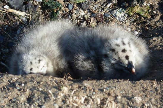 Punta Arenas  - ....und wir sind erst 2 Tage alt und müssen noch soooo viel lernen