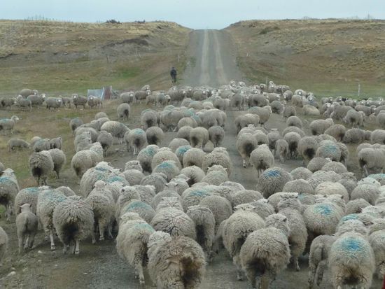 Feuerland - Steppe und große Schafherden