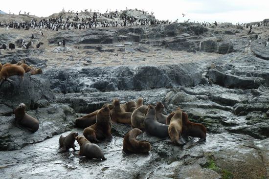 Ushuaia - Ausflug auf dem Beaglekanal