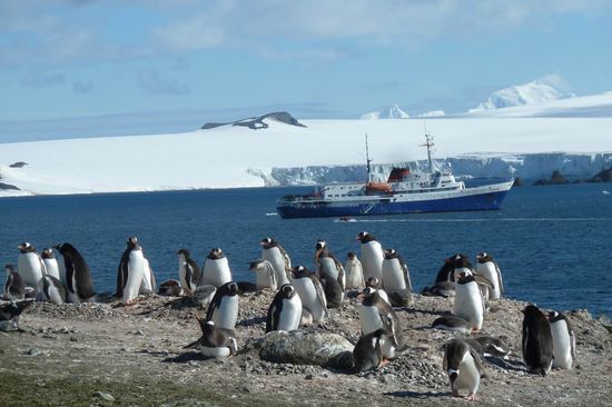 Süd Shetland Island - Mit Zodiacs fahren wir zur Barrientos Insel