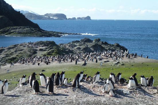 Süd Shetland Island - 1. Anlandung auf Barrientos mit einer großen Eselspinguinkolonie