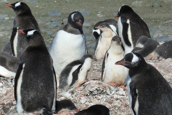 Süd Shetland Island - Barrientos Insel, Eselspüinguine mit ihren Jungen