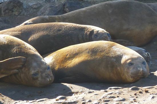 Süd Shetland Island - Barrientos, hier lebt auch eine See-Elefantenkolonie. Diesen Kolossen sollte man nicht zu nahe kommen. Können sehr aggressiv reagieren