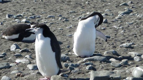 Süd Shetland Island - Zügelpinguine bei der Körperpflege. Sie werden wegen des schwarzen Streifens unterhalb des Kopfes so genannt