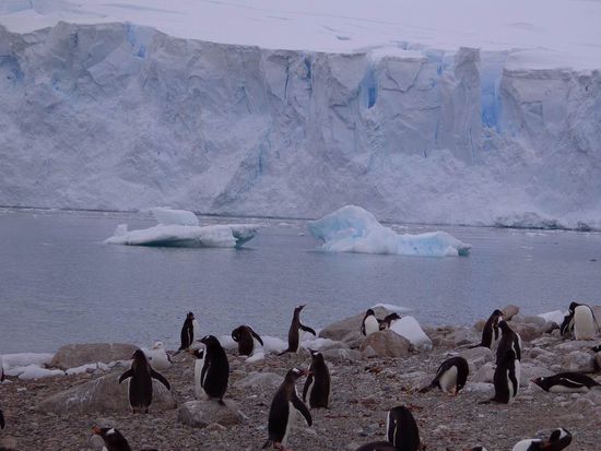 Antarktis - Neko Habour - Große Gletscherwände überall und die 
Eselspinguine beim Nestbau, Eier ausbrüten oder bei der Kinder 
großziehen