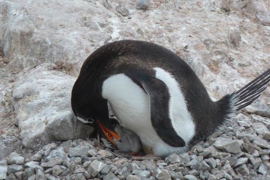 Antarktis - Neko Habour - Eselspinguin mit seinem wenige Tage alten Kücken bei der Fütterung