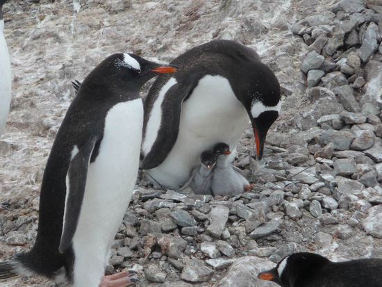 Antarktis - Neko Habour - ....noch eine Eselspinguinfamilie. Es werden immer 2 Eier ausgebrütet und in der Fütterung wechseln sich beide Eltern ab