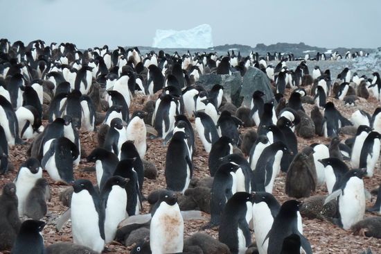 Antarktis - HIer lernen wir eine neue Art von Pinguinen kennen: Die Adelienpinguine. Sie haben einen schwarzen Kopf und hellblaue Augen.