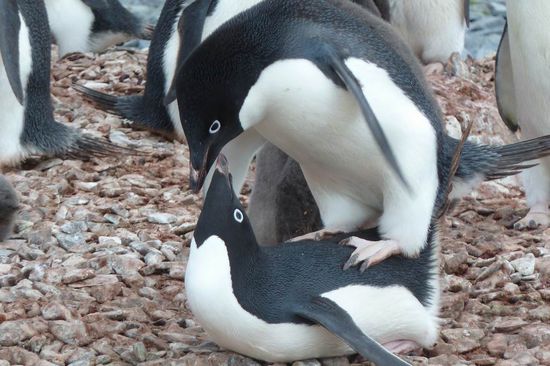 Antarktis - ...so wird's gemacht, damit später ......