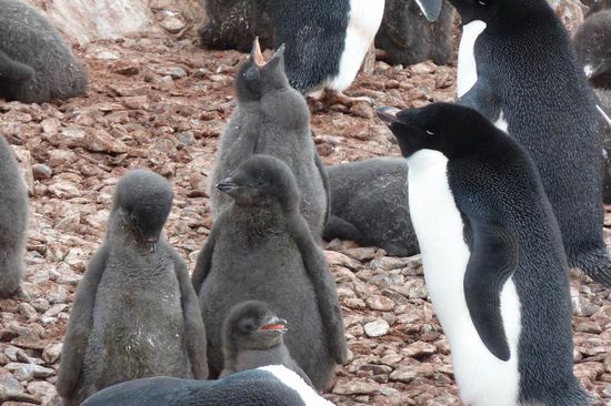 Antarktis - ....mal solch niedliche Kücken rauskommen. Die Kinder der Adelienpinguine sind komplett dunkelgrau.