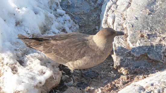 Antarktis - Ein Skua oder auch Raubvogel - Der ärgste Feind aller Pinguinarten in der Antarktis. Sie nisten immer in der Nähe der Pinguine, so haben sie ständig Futter für ihren Nachwuchs.