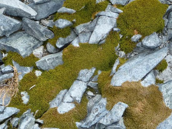 Antarktis - Eine von zwei Pflanzen, die sich der Natur hier angepasst hat. Es dauert ungefähr 10 Jahre bis sie sich erholt, wenn Touris auf ihr rumtrampeln. Da schaut man schon, wohin man tritt....