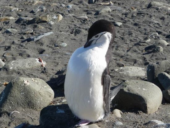 Antarktis - ...und dazwische Zügelpinguine