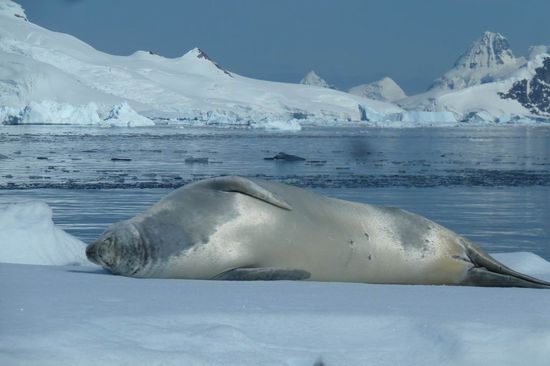 Antarktis - Paradise Bay - Einsamer Seehund fühlt sich auf seiner Eisscholle "sauwohl", wie man sieht.....