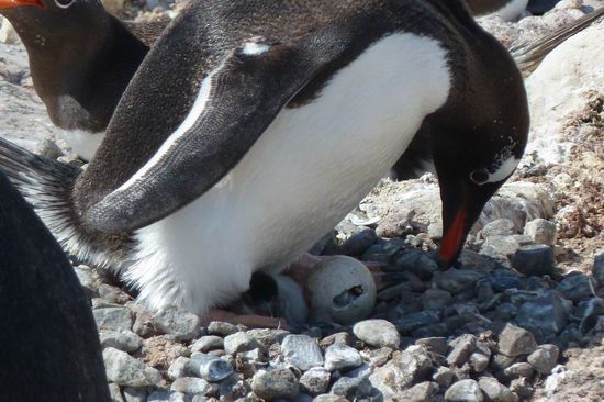 Antarktis - Eselspinguinmama mit 1 Kücken und einem weiteren das gerade schlüpft