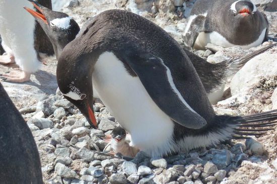 Antarktis -  .....das ist es und muß schnell wachsen, denn nach dem arktischen Sommer ist der Nachwuchs ganz auf sich alleine gestellt. Die Eltern konzentrieren sich dann wieder auf das neue Kücken.
