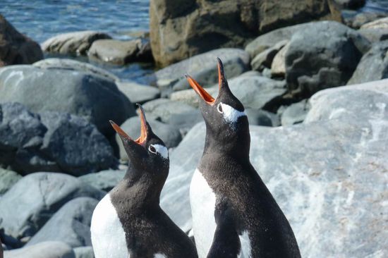 Antarktis - ....Eselspinguine beim "Gesang"