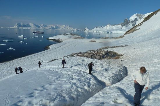 Antarktis - Cuverville Island - Aufstieg zum Aussichtspunkt und zu einer Pinguinkolonie, die weit oben nisten und einen langen Weg zum Meer haben.