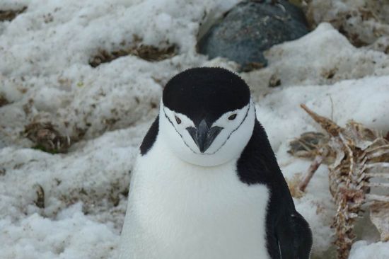 Antarktis - ...die Zügelpinguine dürfen nicht fehlen....
