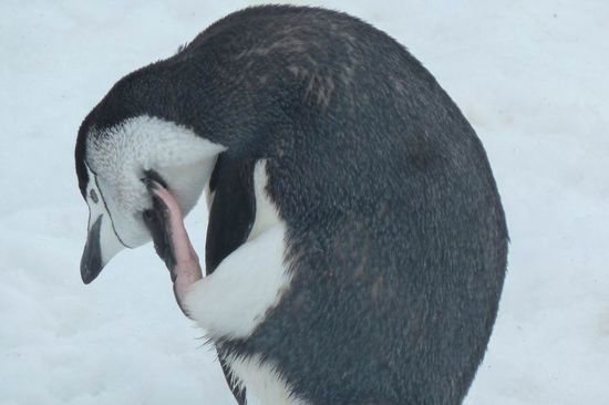 Antarktis - .....auch ein Zügelpinguin muß sich mal kratzen....