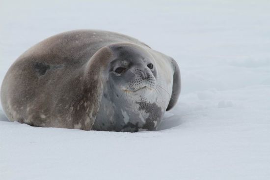 Antarktis - ...dieser Seelöwe schaute uns erstaunt an und wir ihn aber auch. Er ließ sich nicht aus der Ruhe bringen.