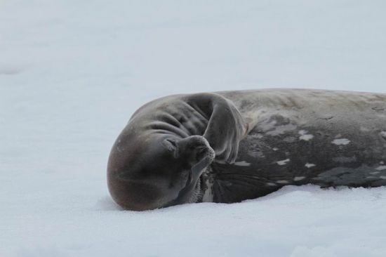 Antarktis -  ...auch der Kleine hat die Ruhe weg und wie schön ist es doch am Daumen zu lutschen.....