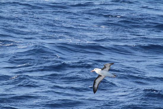 Drake Passage - es geht wieder "heimwärts" mit Begleitung.