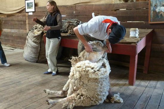El Calafate - ...heute bin ich dran. Wurde auch höchste Zeit, wie man sieht! Ich halte auch ganz still, damit er mit der Schere nicht abrutscht.