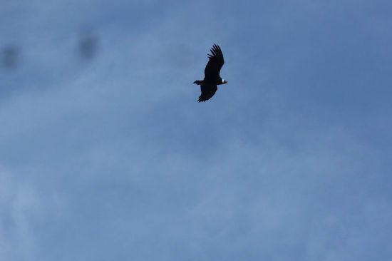 El Chalten - Birgit hat es geschafft endlich einen Kondor im Bild festzuhalten. Ein wunderschöner Anblick dieses majestetischen Vogels. Viele dieser Könige der Lüfte sind über Birgit gekreist.