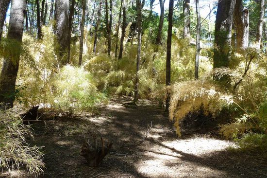 Bariloche - Ein unvergesslicher Bambuswald erwartete uns bei diesem Ausflug am Nachmittag.