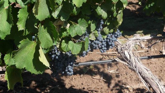 Mendoza - Unsere Weintour beginnt. Hier die Malbectraube, aus der ein sehr guter Rotwein gewonnen wird.
