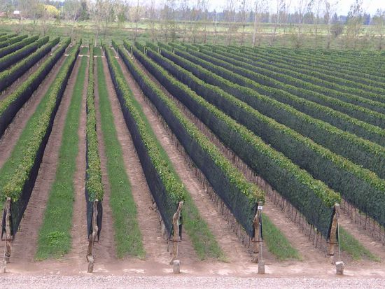 Mendoza - Weintour - So sehen hier die Weinberge aus. Die Trauben werden aufwendig mit Folie geschützt.