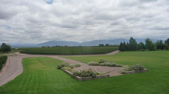 Mendoza - Weintour - Wohin das Auge blickt sind Rebstöcke