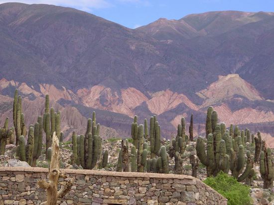 Salta - 2. Ausflugstag - ...immer wieder die riesigen Kakteen mit den farbigen Bergen im Hintergrund