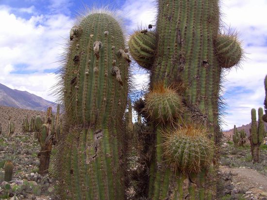 Salta - 2. Ausflugstag -  ..und so sieht ein Riese von der Nähe aus. Man sieht ihm nicht an, dass er nur 1-3 cm im Jahr wächst