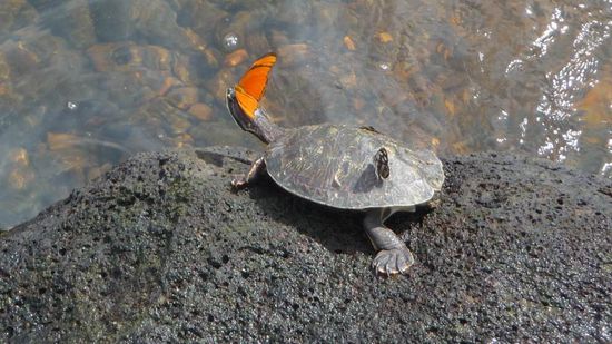 Iguazu 1. Tag - .....Schmetterlinge begleiten nicht nur uns. Auch diese Schildkröte wird "belagert"