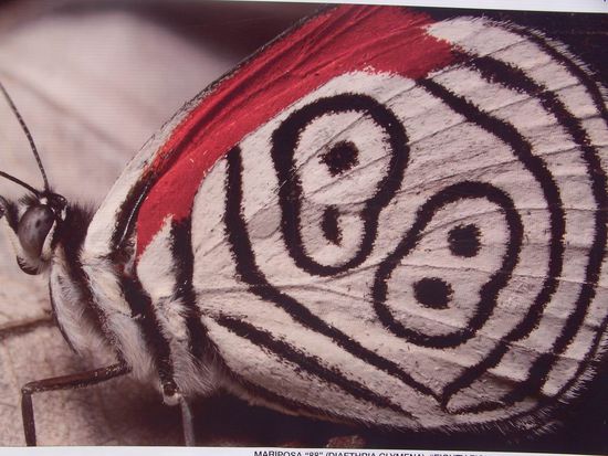 Iguazu 1. Tag - Diese Schmetterlingsart haben wir am häufigsten gesehen. Hier die Nr. 88.