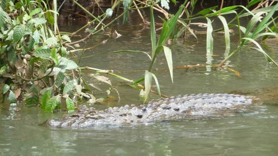 Iguazu 1. Tag - Der Fluss wird von Kaimanen "bewohnt". Es ist nicht unbedingt ratsam, darin zu baden.