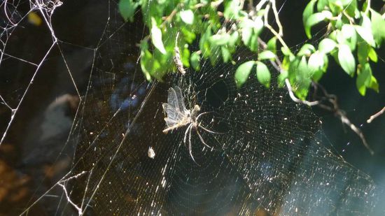 Iguazu 2. Tag - ...diese Spinne ist genau so hungrig wie wir ....
