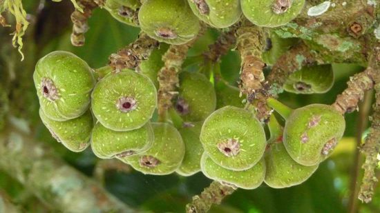 Iguazu 2. Tag - ....deshalb freuen wir uns über die leckeren Feigen.