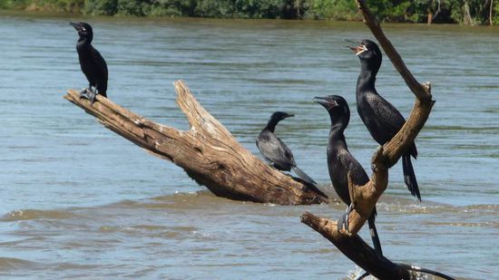 Iguazu 3. Tag, Brasilien - Diese Kormorane ziehen das flache Wasser vor.