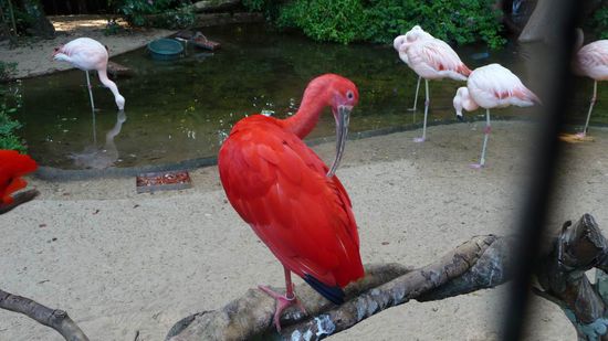 Iguazu 4. Tag, Brasilien - Flamingo in rot....